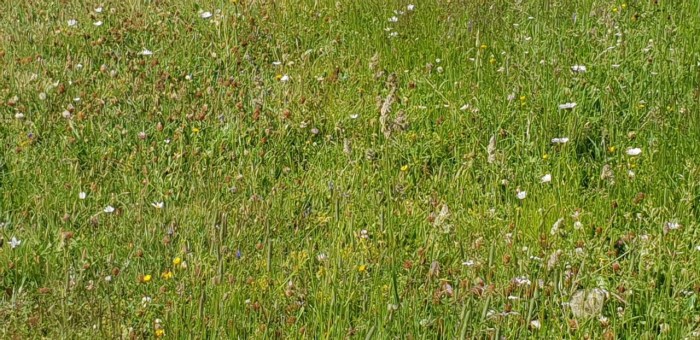 thumbnail_20190725_101527